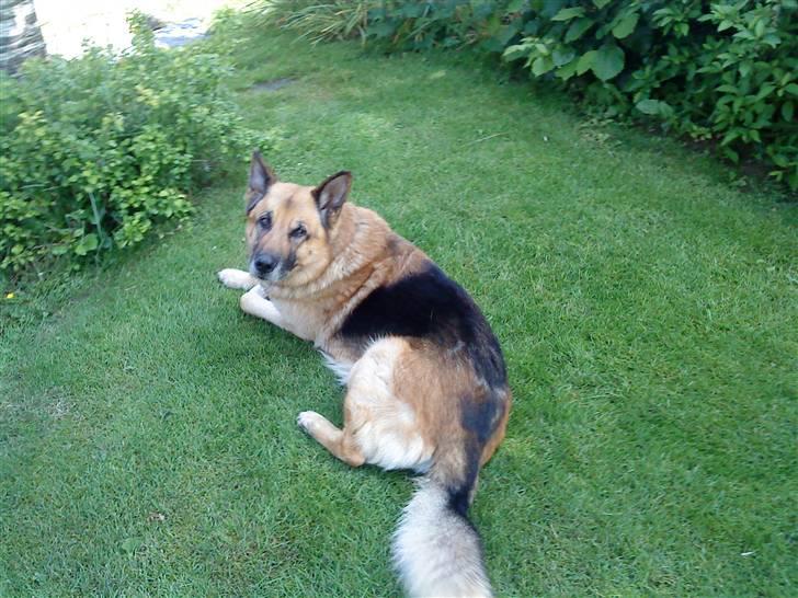 Schæferhund Storm(Tante og Onkel's) billede 7