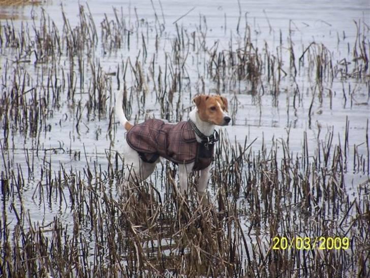 Blanding af racer BOB billede 4