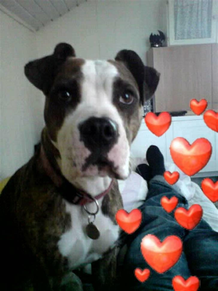 Amerikansk staffordshire terrier Angie RIP. billede 16