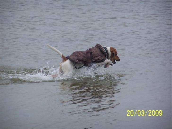 Blanding af racer BOB billede 5