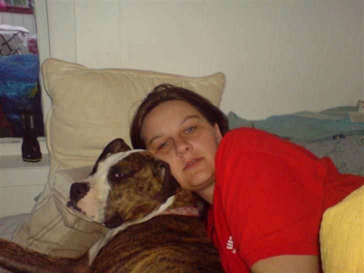 Amerikansk staffordshire terrier Angie RIP. billede 17