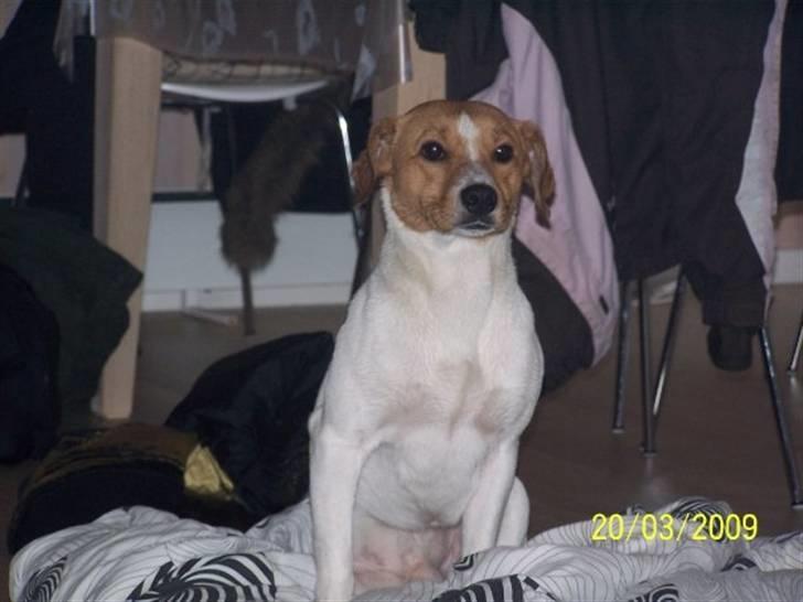 Blanding af racer BOB billede 9