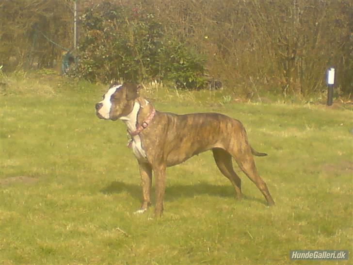Amerikansk staffordshire terrier Angie RIP. billede 18