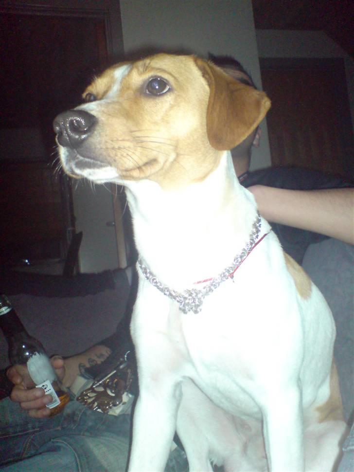 Blanding af racer BOB billede 10