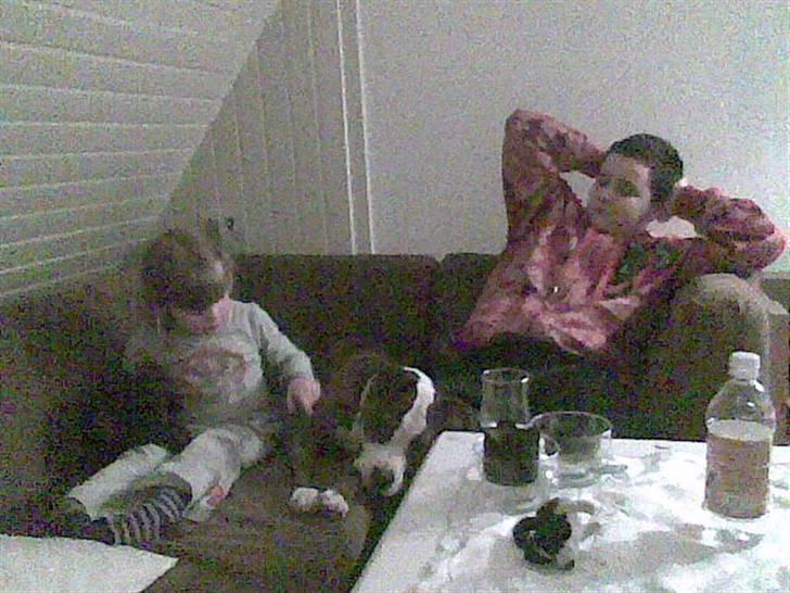 Amerikansk staffordshire terrier Angie RIP. billede 19