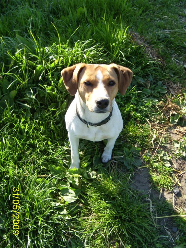 Blanding af racer BOB billede 11