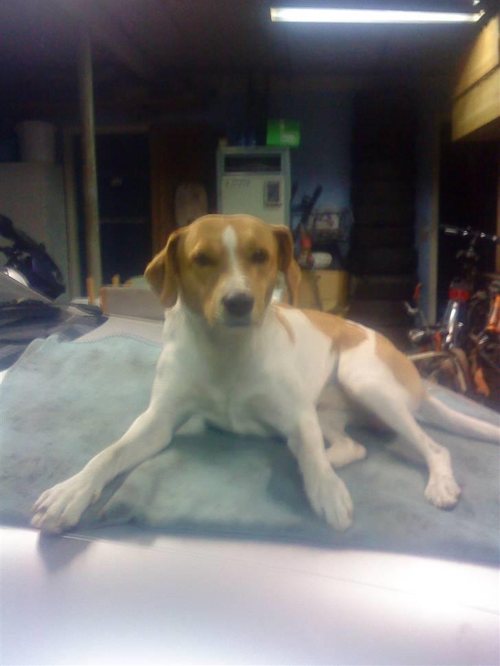 Blanding af racer BOB billede 12