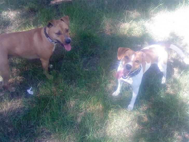 Blanding af racer BOB - bobber og hans kæreste- amstaff tæven freja:) de er så glade for hinanden de 2;) billede 13