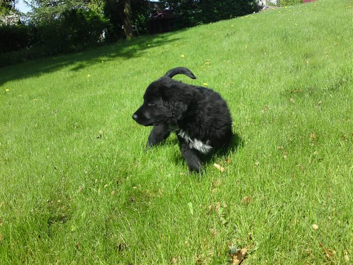 Blanding af racer Bølle - Liiige efter vi havde hented ham. {; billede 2