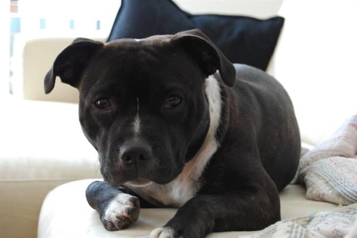 Staffordshire bull terrier Olivia billede 16