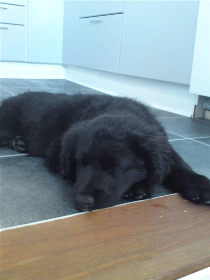 Blanding af racer Bølle - Her sover han så i dørkarmen!  billede 3