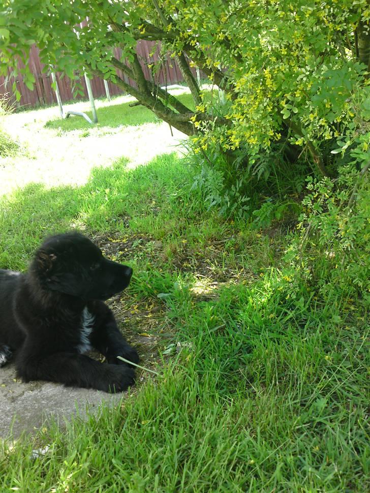 Blanding af racer Bølle - Der var åbenbart nogel interresant ved det træ! :D billede 4