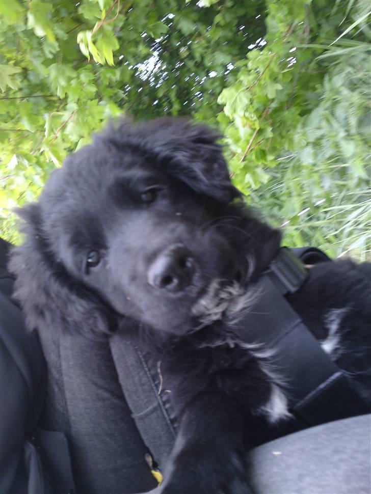 Blanding af racer Bølle - Fin hund, som undre sig over kameraet! :) billede 5