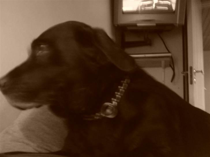 Labrador retriever *Aflivet, R.I.P. - Bella  billede 18