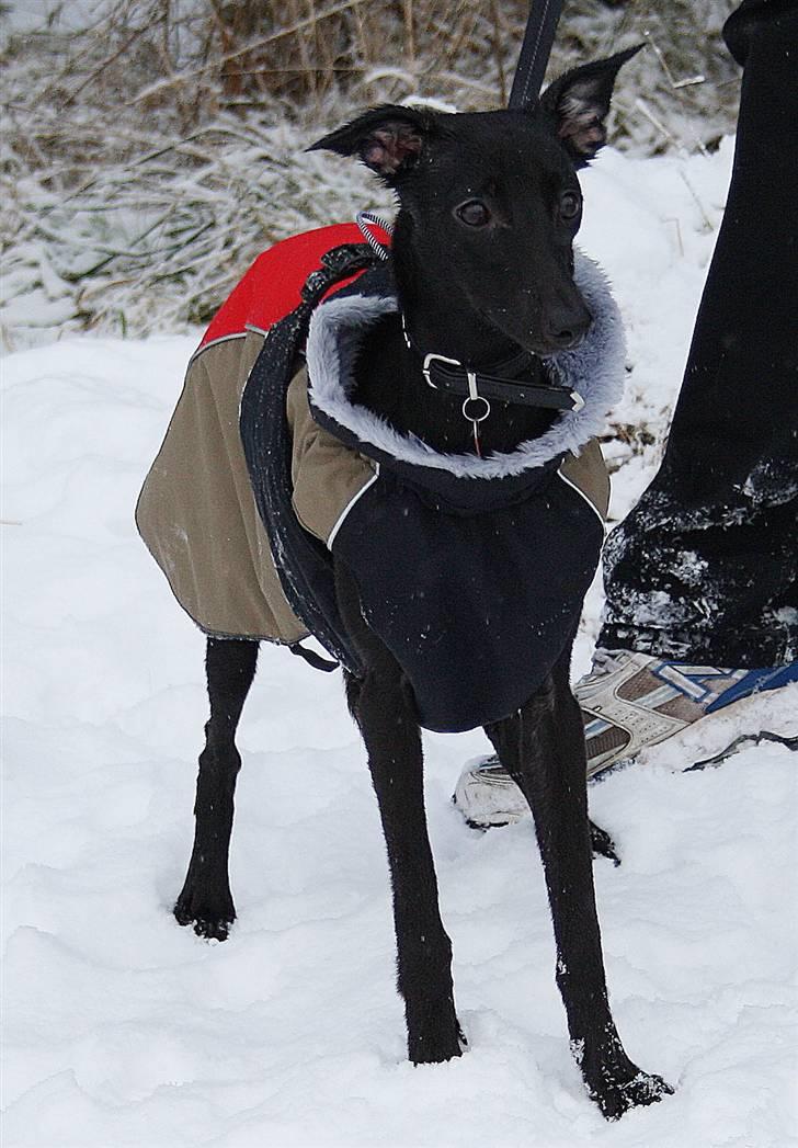 Whippet Liva - 23/8 -2009 slæber en tung kæp op af pebermosen billede 7