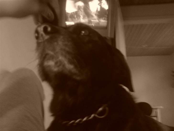 Labrador retriever *Aflivet, R.I.P. - Bella  billede 20