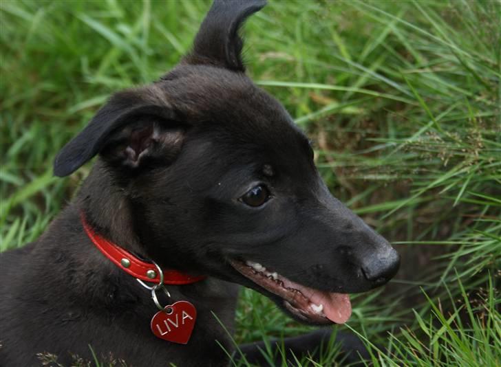 Whippet Liva - 21/7-09 billede 8