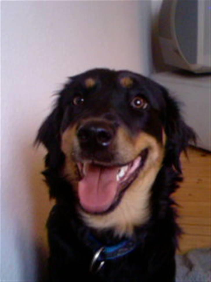 Blanding af racer Bailey billede 12