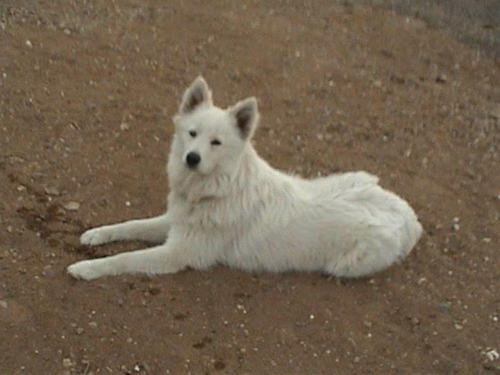 Samojedhund Bella - Velkommen til Bellas Profil <3 billede 1