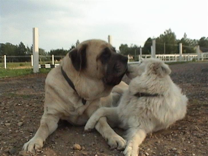 Samojedhund Bella - Bella med hendes bedste ven Stiff Foto: Susan billede 2
