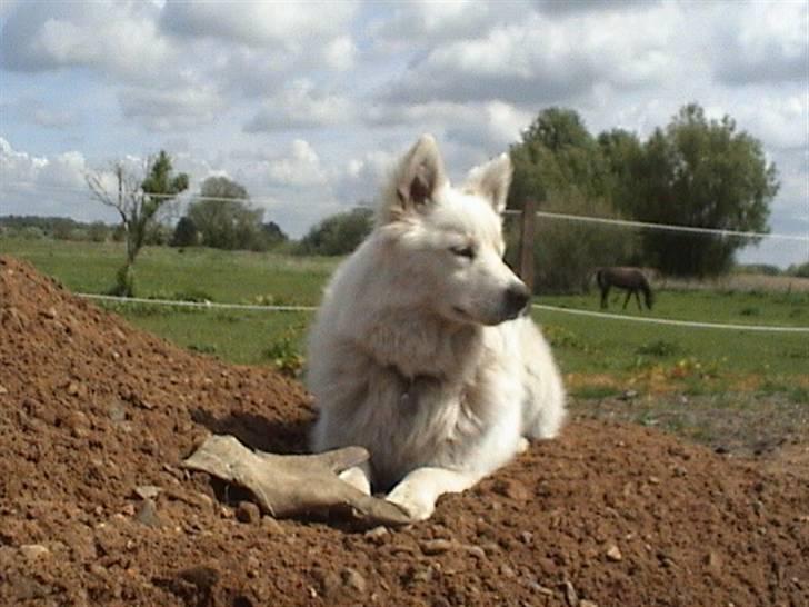 Samojedhund Bella - Bella med hendes handske Foto: Susan billede 3