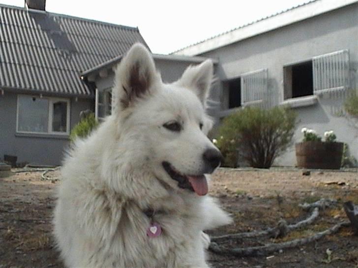 Samojedhund Bella - Bella <3 Foto: Susan billede 4