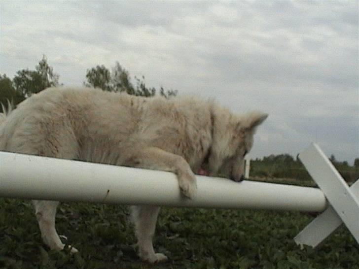 Samojedhund Bella - Bella prøver at hoppe over men det var større end beregnet Foto: Susan billede 5