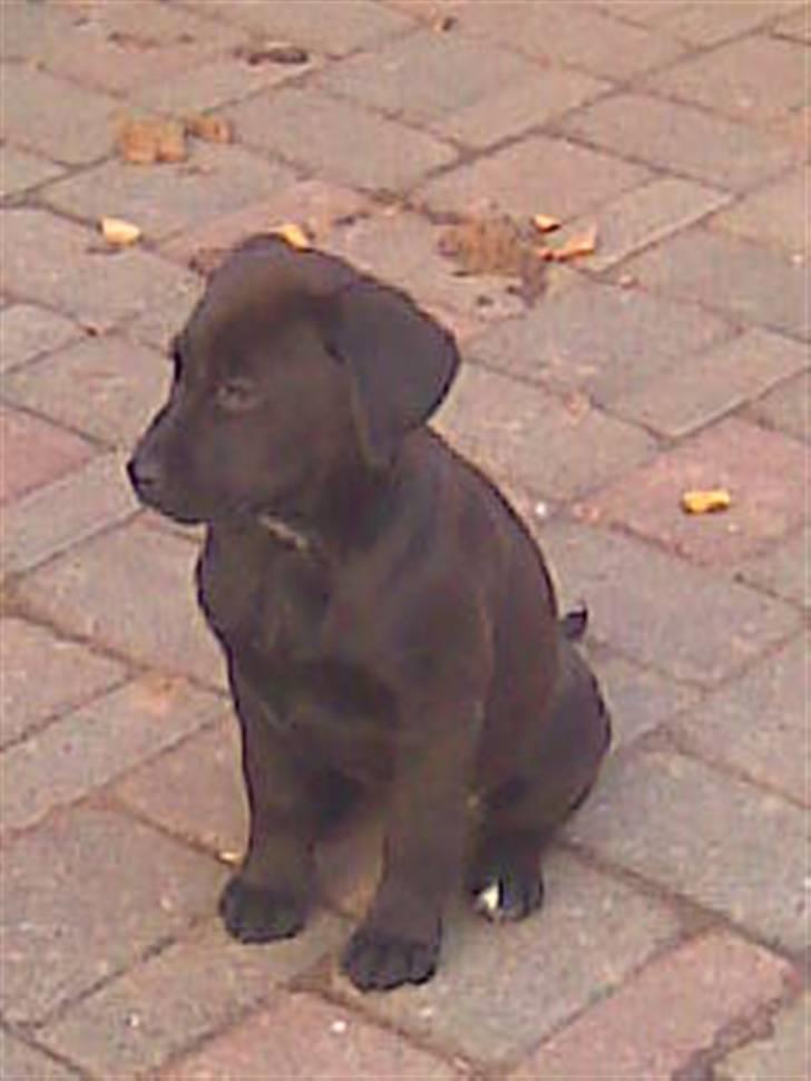 Blanding af racer Snoopy (DØD) billede 9