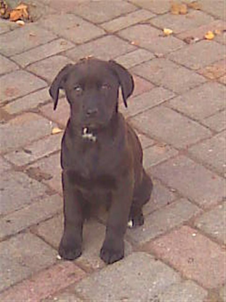 Blanding af racer Snoopy (DØD) billede 10