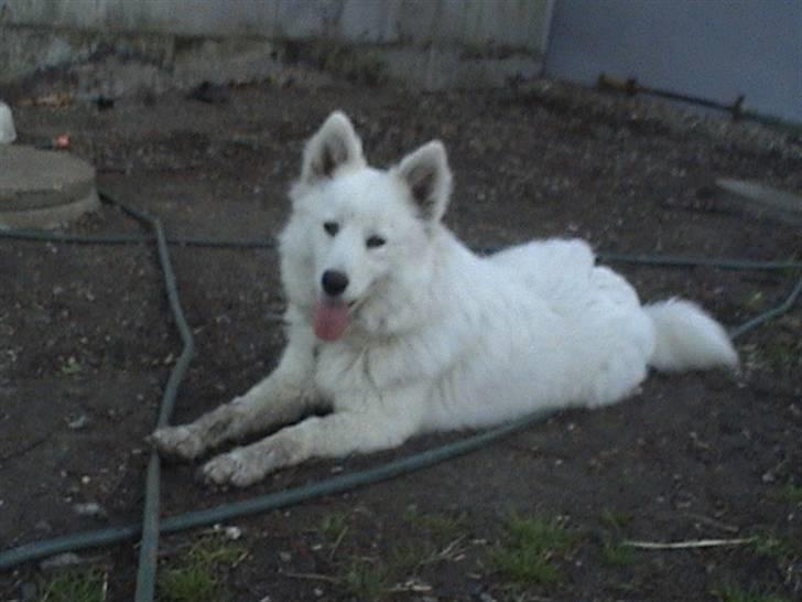 Samojedhund Bella - Bella er så sød når hun ligger ned <3 Foto: Susan billede 6