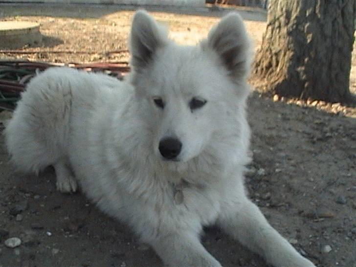 Samojedhund Bella - Bella min lille hund vil altid elske dig!!  Foto: Susan billede 7