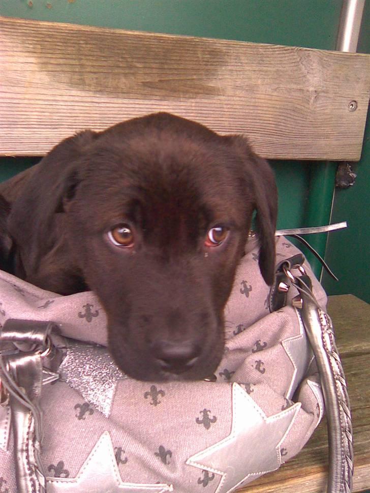 Blanding af racer Snoopy (DØD) billede 11