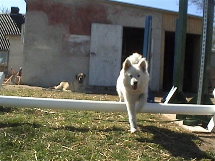 Samojedhund Bella - Bella springer Foto: Susan billede 8