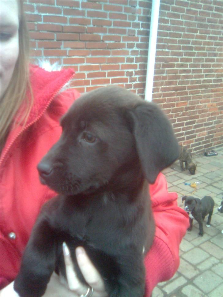 Blanding af racer Snoopy (DØD) billede 12