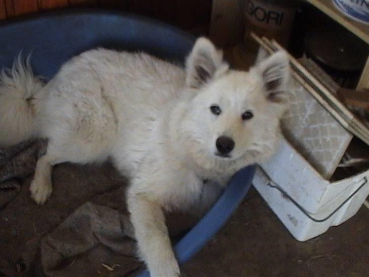 Samojedhund Bella - Bella slapper lidt af <3 Foto: Susan billede 9