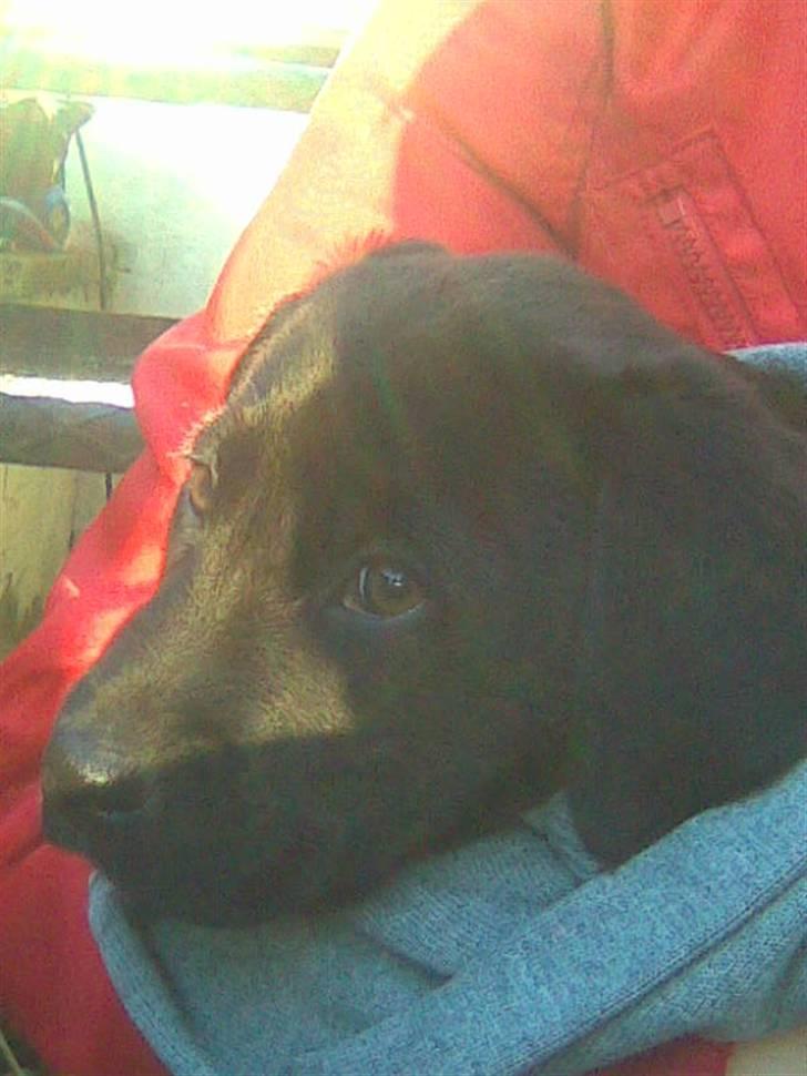 Blanding af racer Snoopy (DØD) billede 13