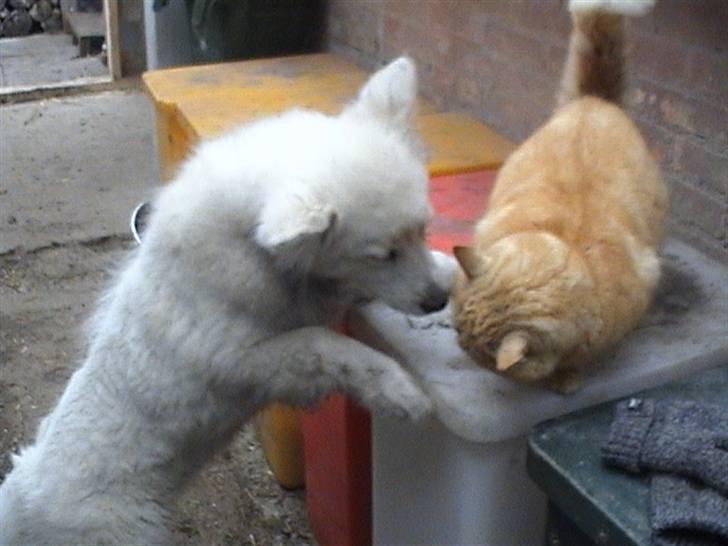 Samojedhund Bella - Bella hilser på vores kat Tim Foto: Susan billede 10