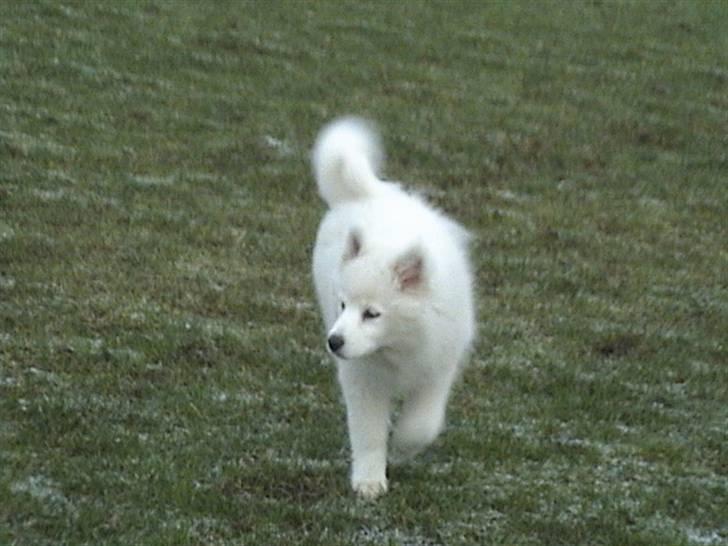 Samojedhund Bella - Bella som hvalp!! Foto: Susan billede 11