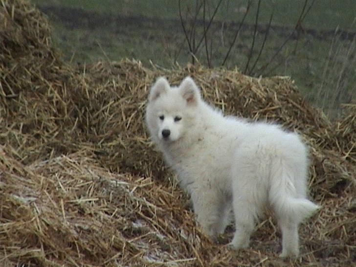 Samojedhund Bella - Bella som hvalp!! Foto: Susan billede 12