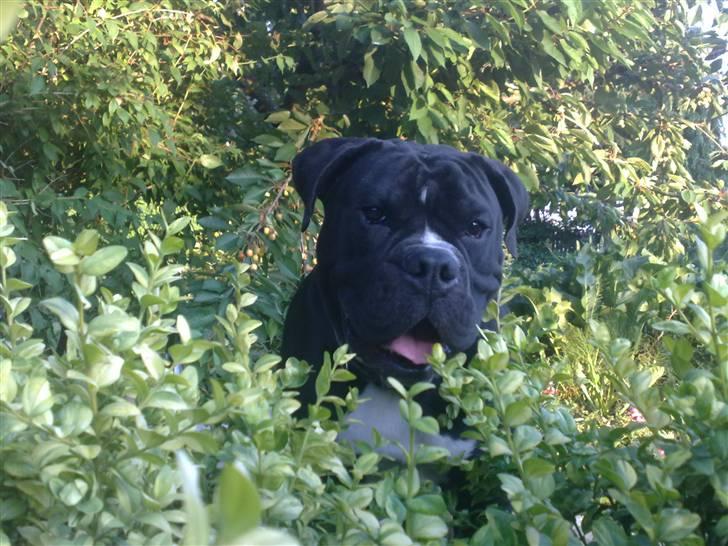 Olde victorian bulldogge Virup´s Gates (aka Bøf) billede 14