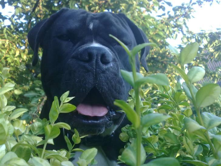 Olde victorian bulldogge Virup´s Gates (aka Bøf) billede 16