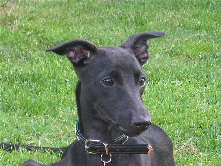 Whippet Liva - 10/9-09 billede 9