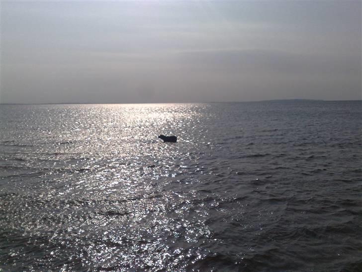 Olde victorian bulldogge Virup´s Gates (aka Bøf) - Lock ness uhyret billede 17