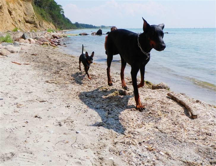 Dvaergpinscher TiCo (King) billede 16