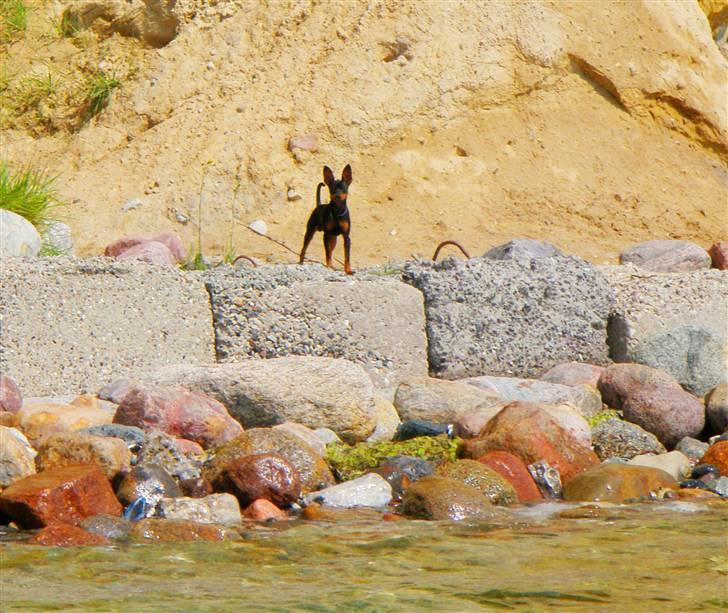 Dvaergpinscher TiCo (King) billede 17