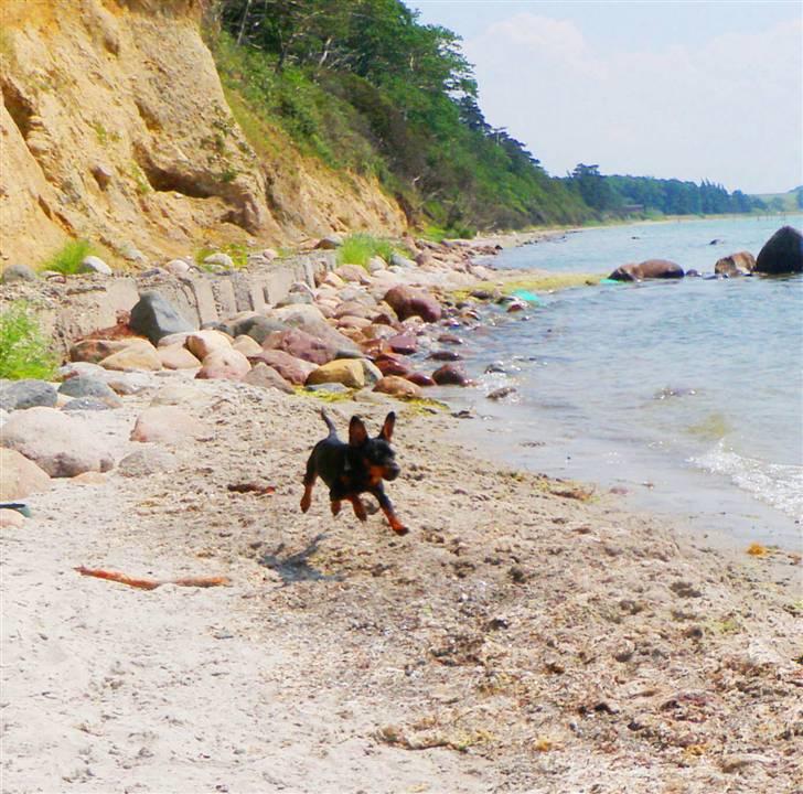 Dvaergpinscher TiCo (King) billede 18