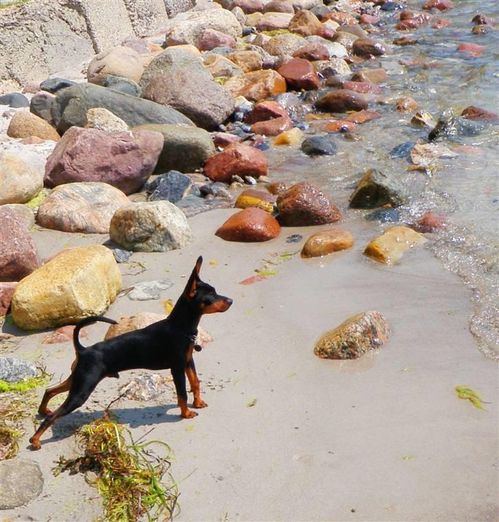 Dvaergpinscher TiCo (King) billede 19