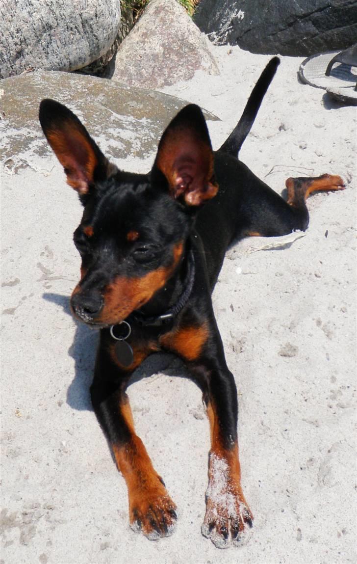 Dvaergpinscher TiCo (King) billede 20
