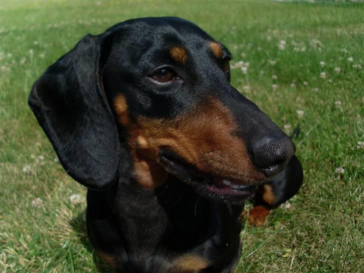 Gravhund Felix - #3 Uha, ser jeg ikke lidt lækker ud? *blink blink* (Fotograf: Mig) Juni 09 billede 3