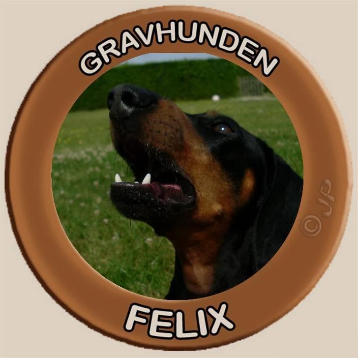 Gravhund Felix - #15 Rammen er lavet af * JemKem * og billedet er taget af mig :) billede 15